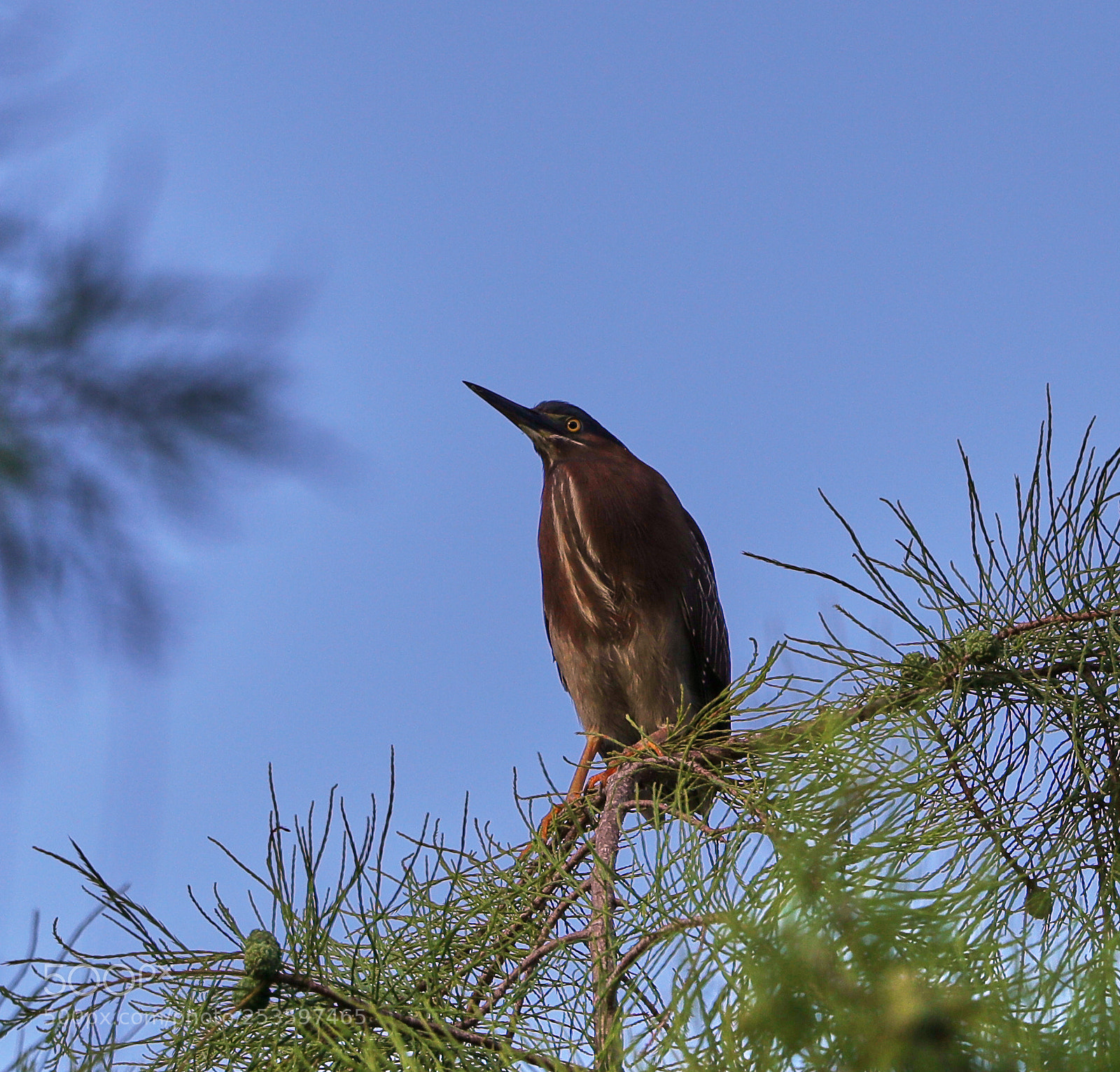 Canon EOS-1D X Mark II sample photo. 04-14-18-0012628.jpg photography