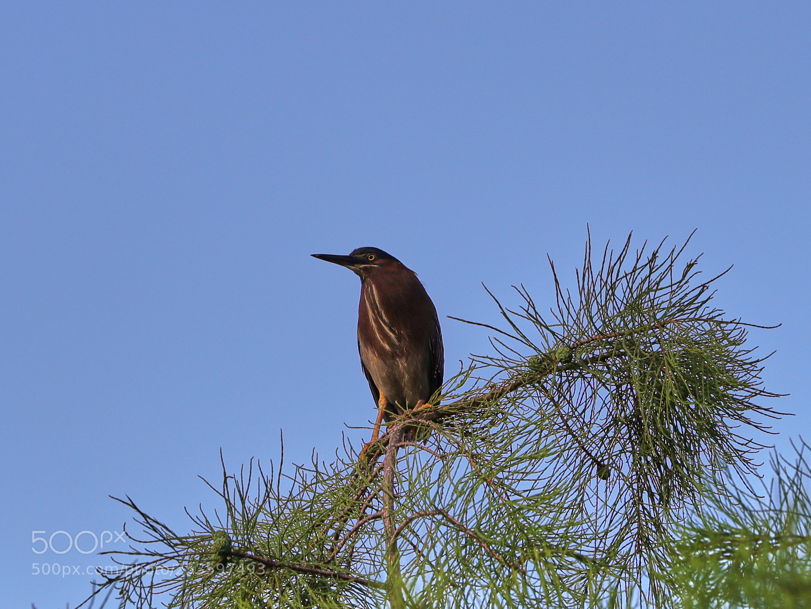 Canon EOS-1D X Mark II sample photo. 04-14-18-0012625.jpg photography