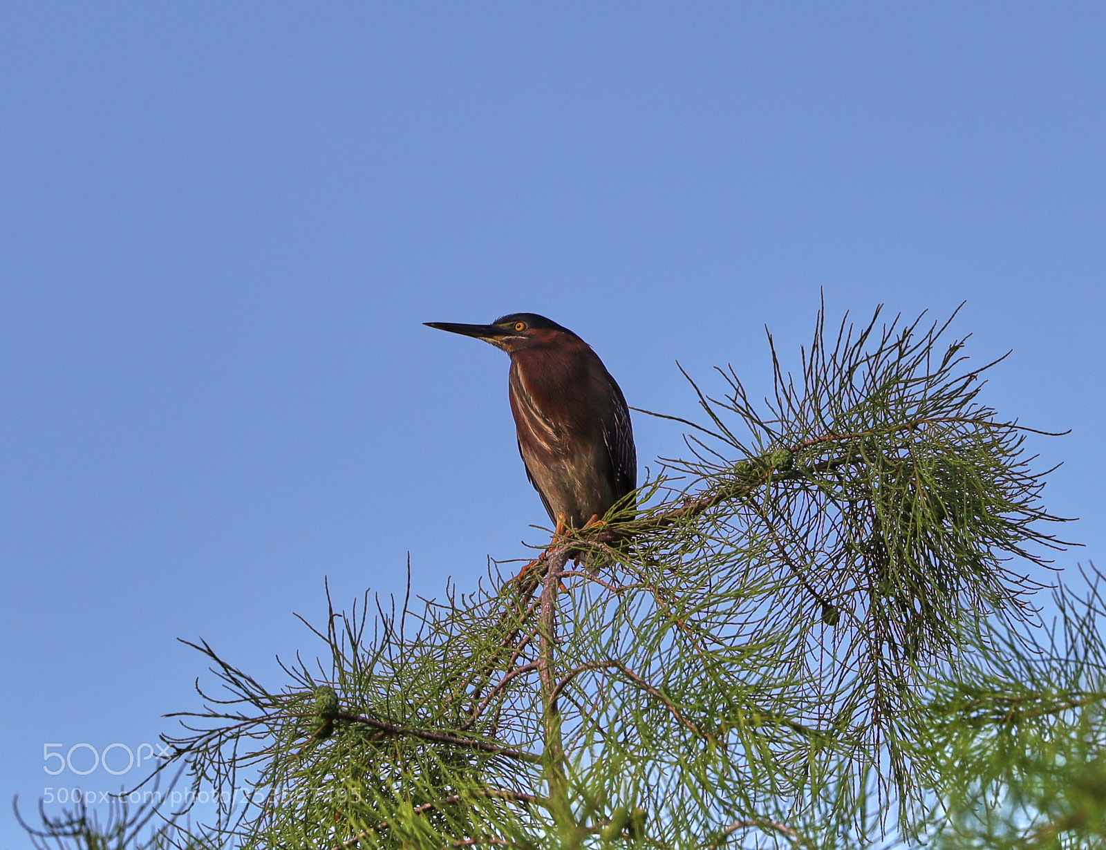 Canon EOS-1D X Mark II sample photo. 04-14-18-0012624.jpg photography