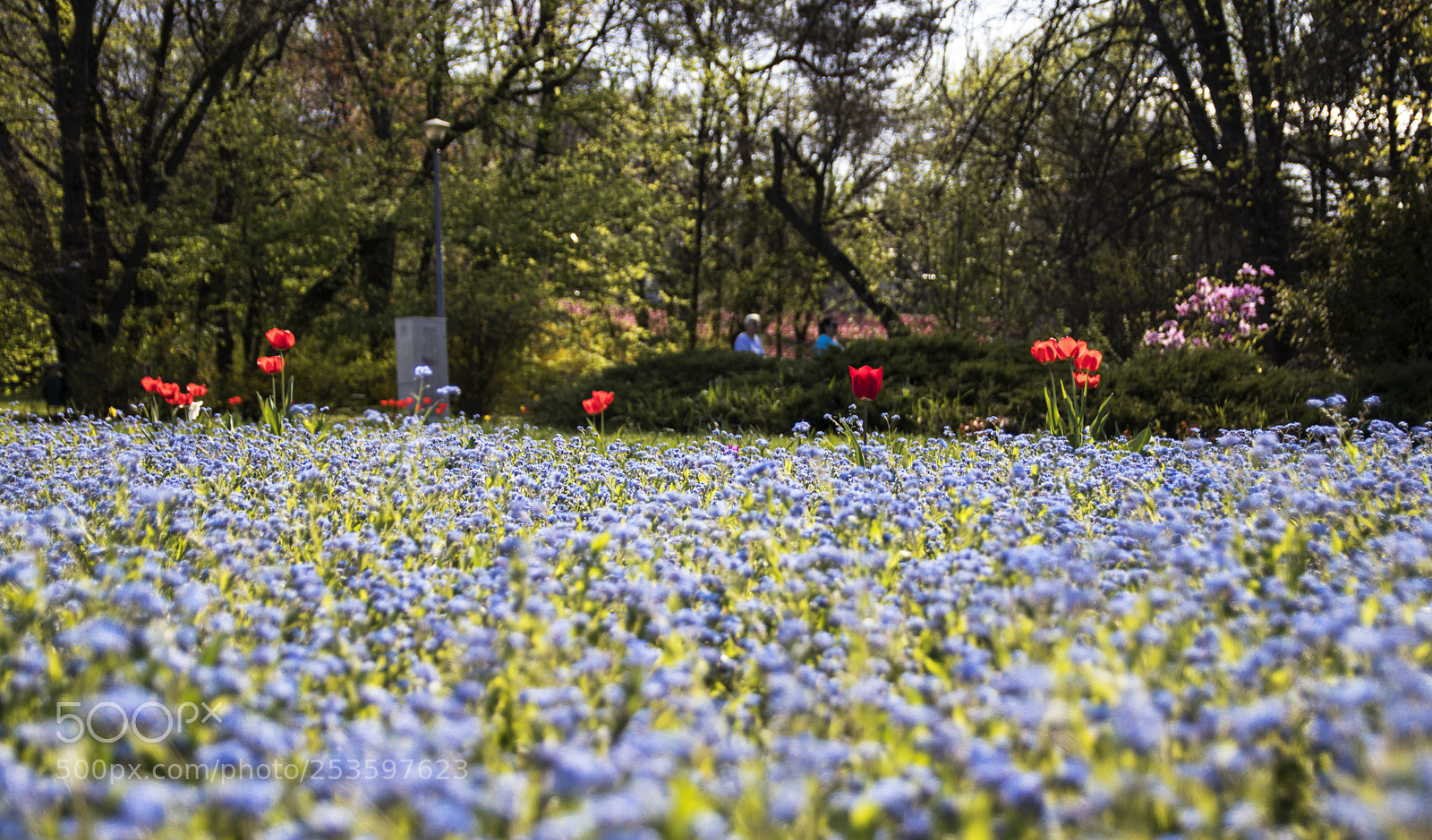 Canon EOS 80D sample photo. Bed of flowers photography