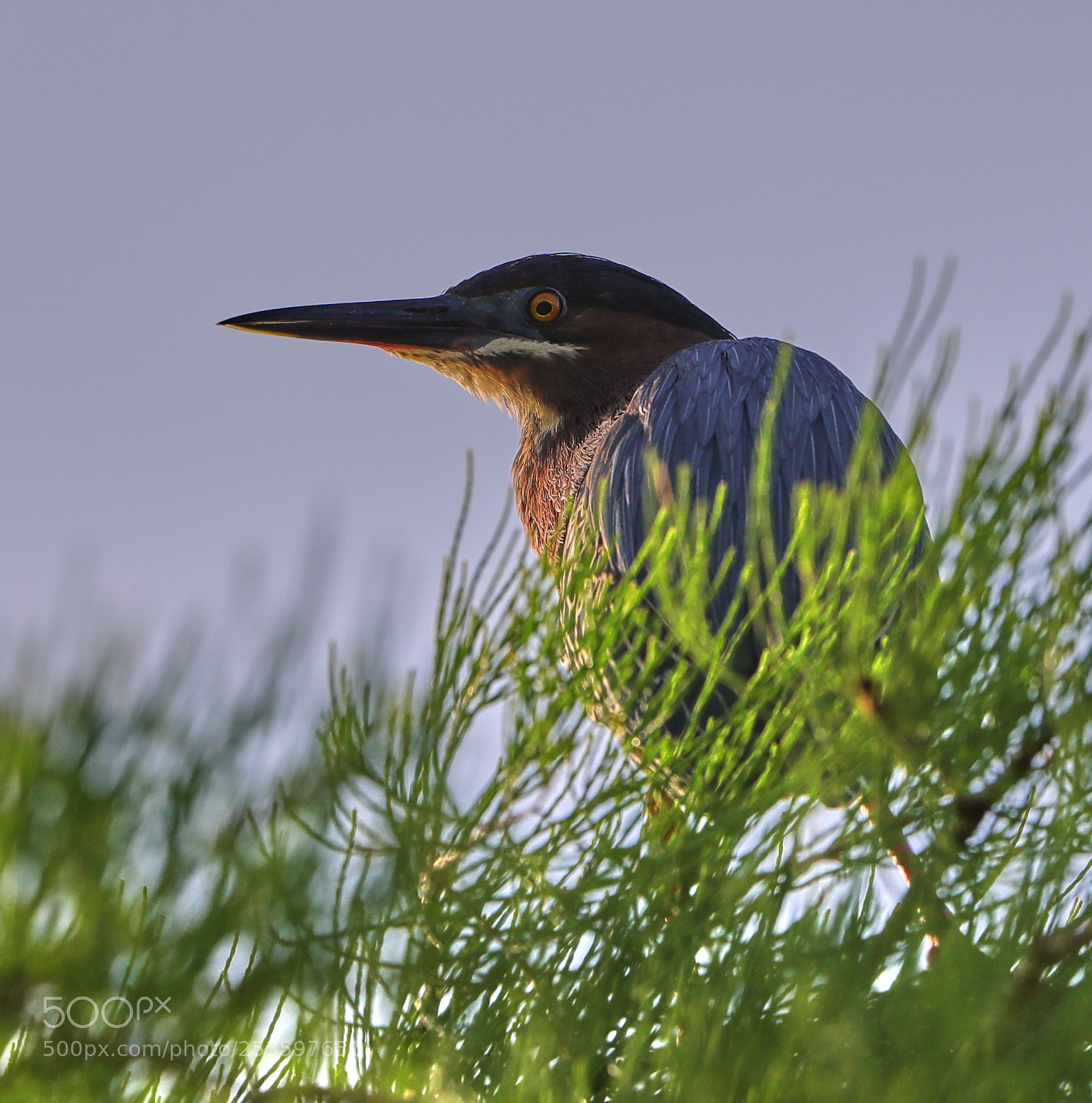 Canon EOS-1D X Mark II sample photo. 04-14-18-0012619.jpg photography