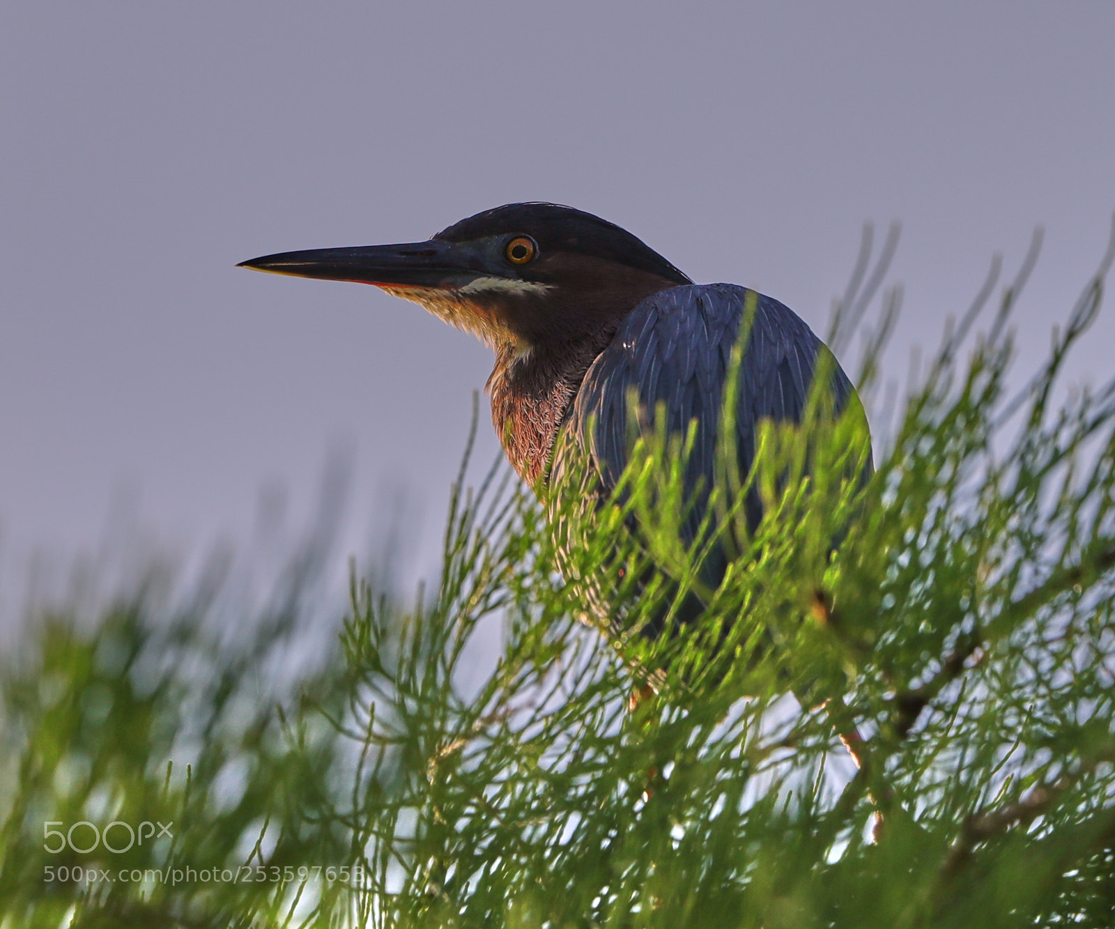 Canon EOS-1D X Mark II sample photo. 04-14-18-0012618.jpg photography