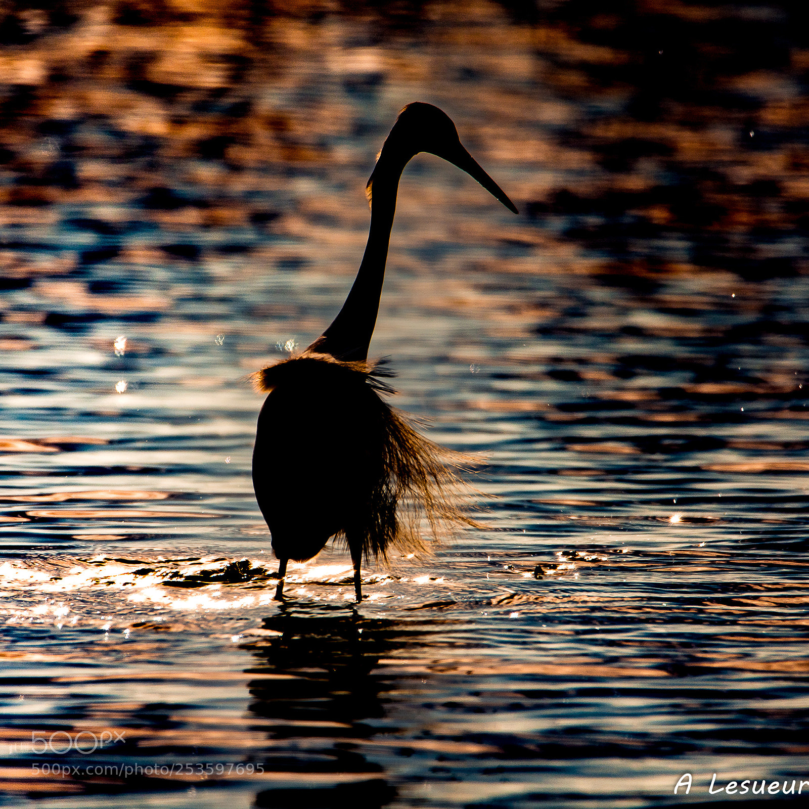 Nikon D7200 sample photo. Contre jour photography