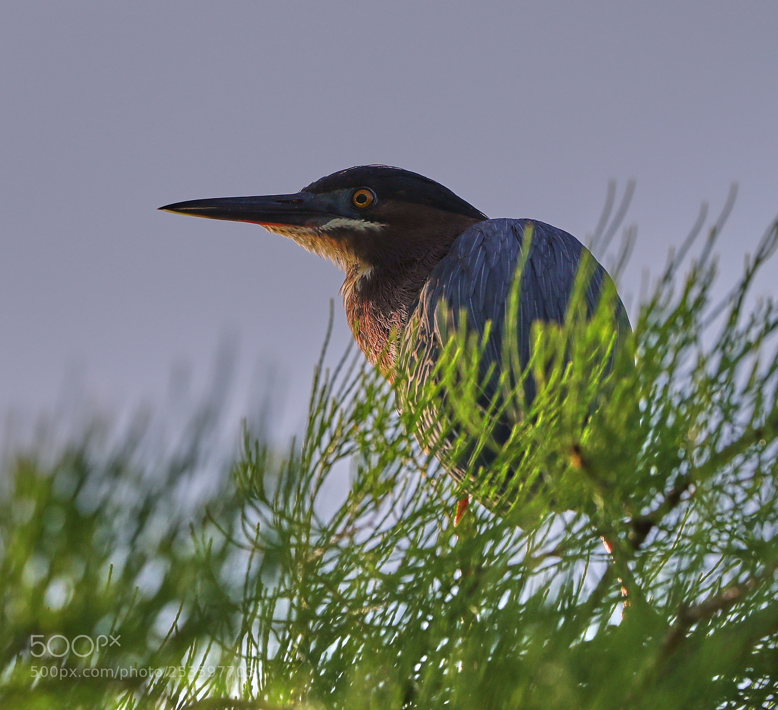 Canon EOS-1D X Mark II sample photo. 04-14-18-0012617.jpg photography