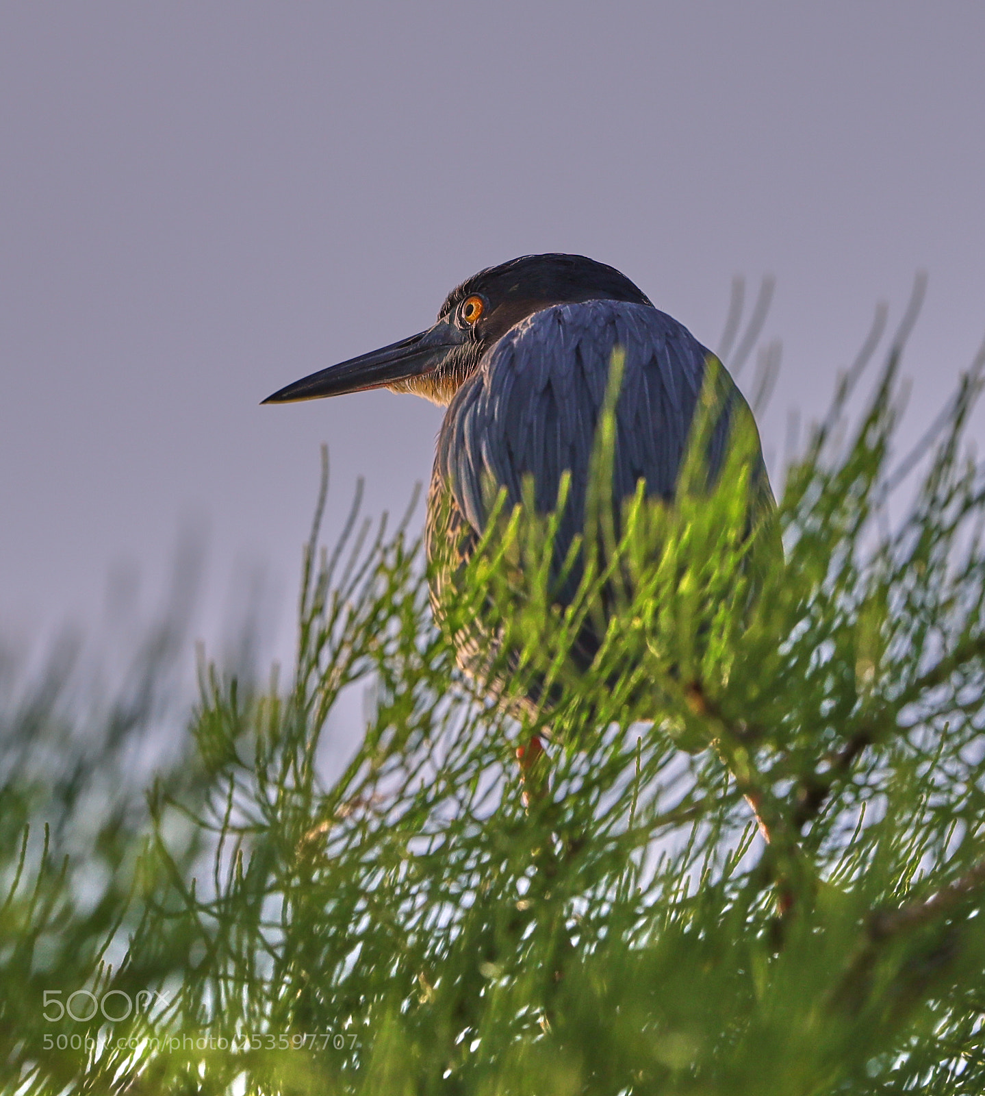 Canon EOS-1D X Mark II sample photo. 04-14-18-0012615.jpg photography