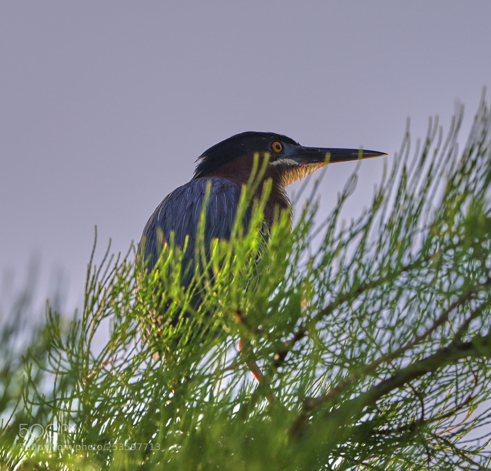 Canon EOS-1D X Mark II sample photo. 04-14-18-0012613.jpg photography