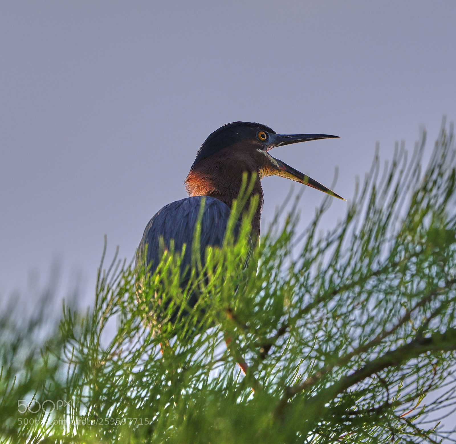 Canon EOS-1D X Mark II sample photo. 04-14-18-0012614.jpg photography