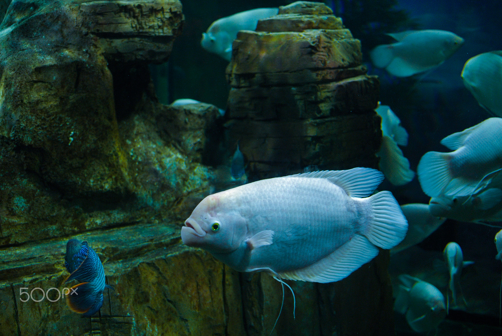 Nikon 1 J1 sample photo. White albino giant gourami fish photography