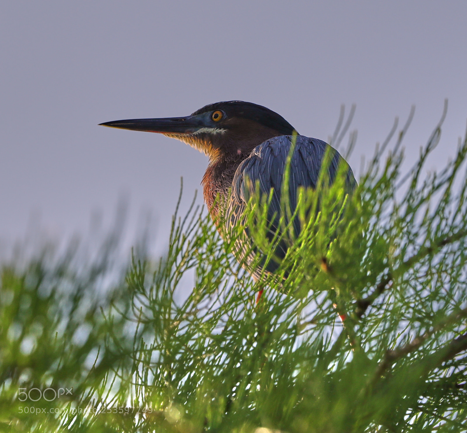 Canon EOS-1D X Mark II sample photo. 04-14-18-0012610.jpg photography
