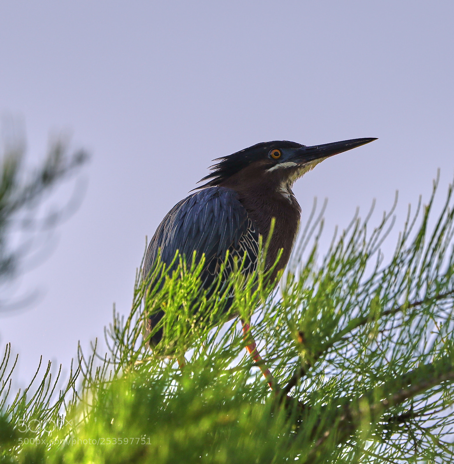 Canon EOS-1D X Mark II sample photo. 04-14-18-0012609.jpg photography