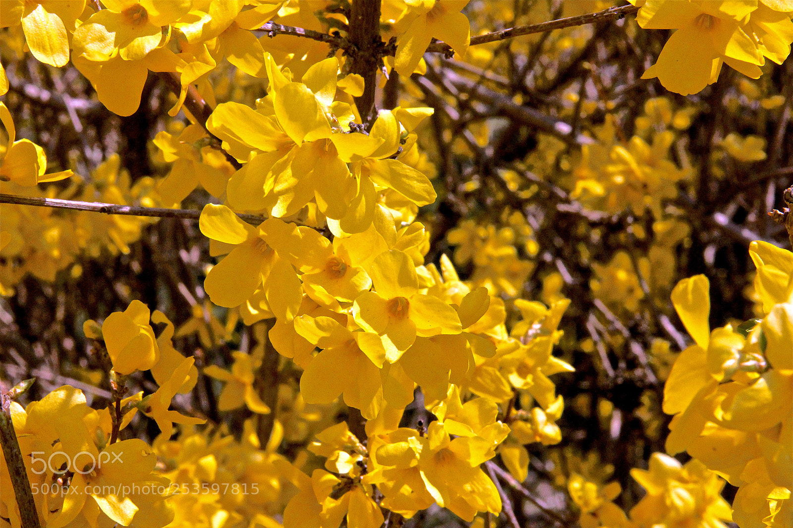 Canon EOS 60D sample photo. Some sort of yellow photography