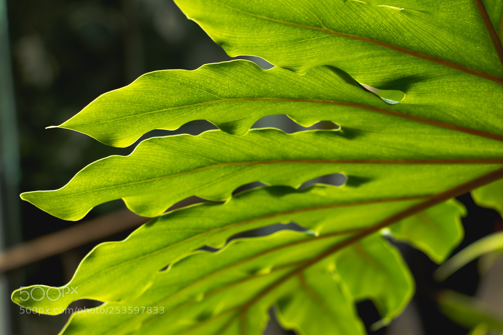 Canon EOS 800D (EOS Rebel T7i / EOS Kiss X9i) sample photo. Philodendron leaf lacy tree photography