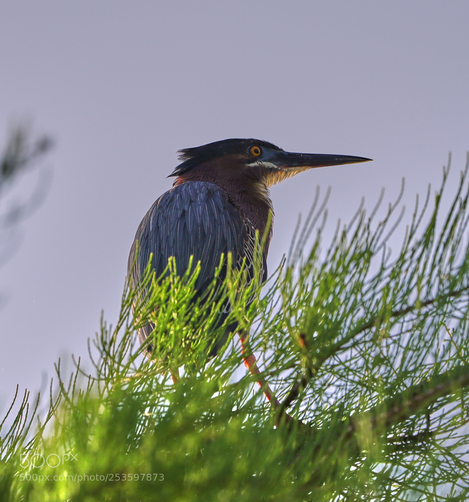 Canon EOS-1D X Mark II sample photo. 04-14-18-0012608.jpg photography