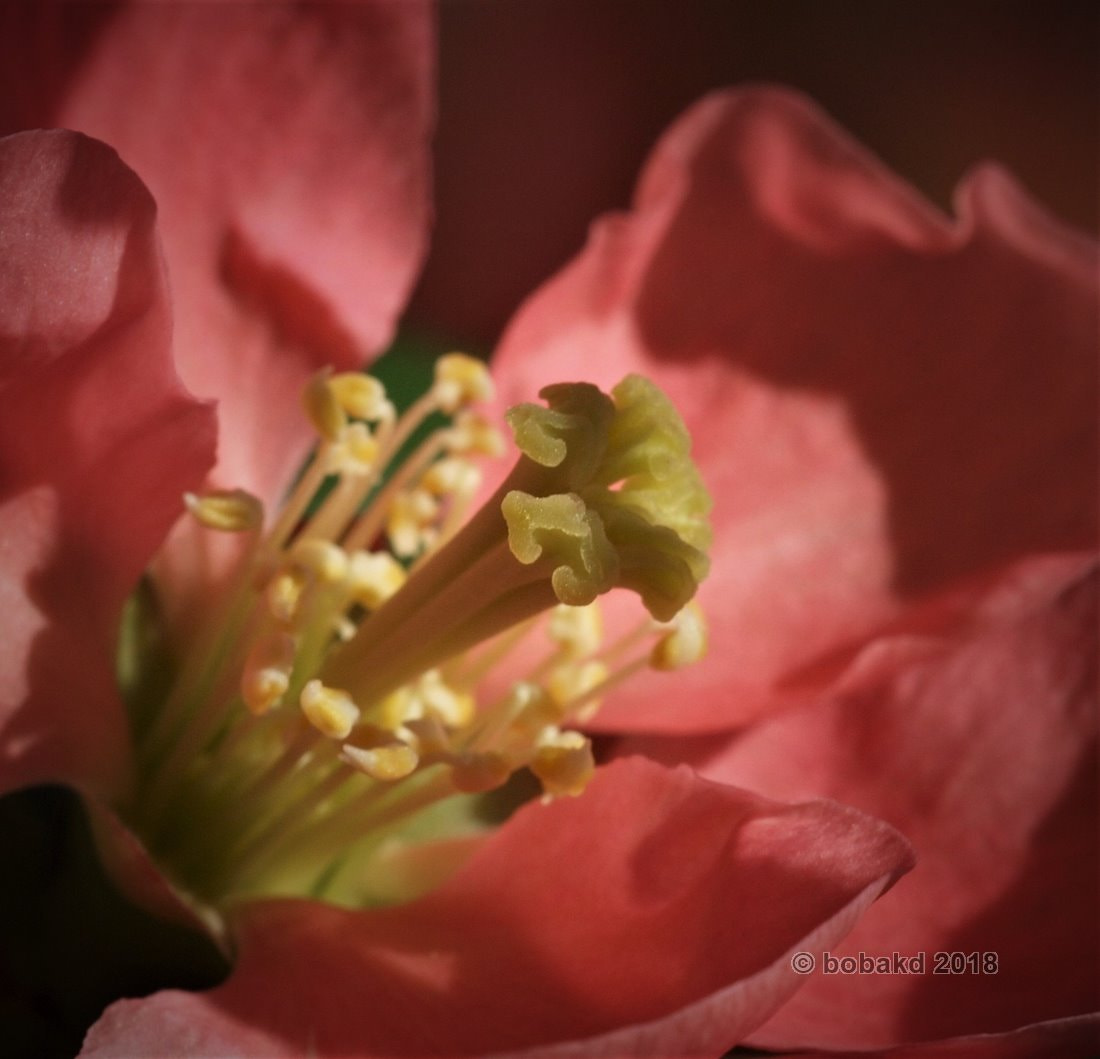 Olympus E-620 (EVOLT E-620) sample photo. Flower photography