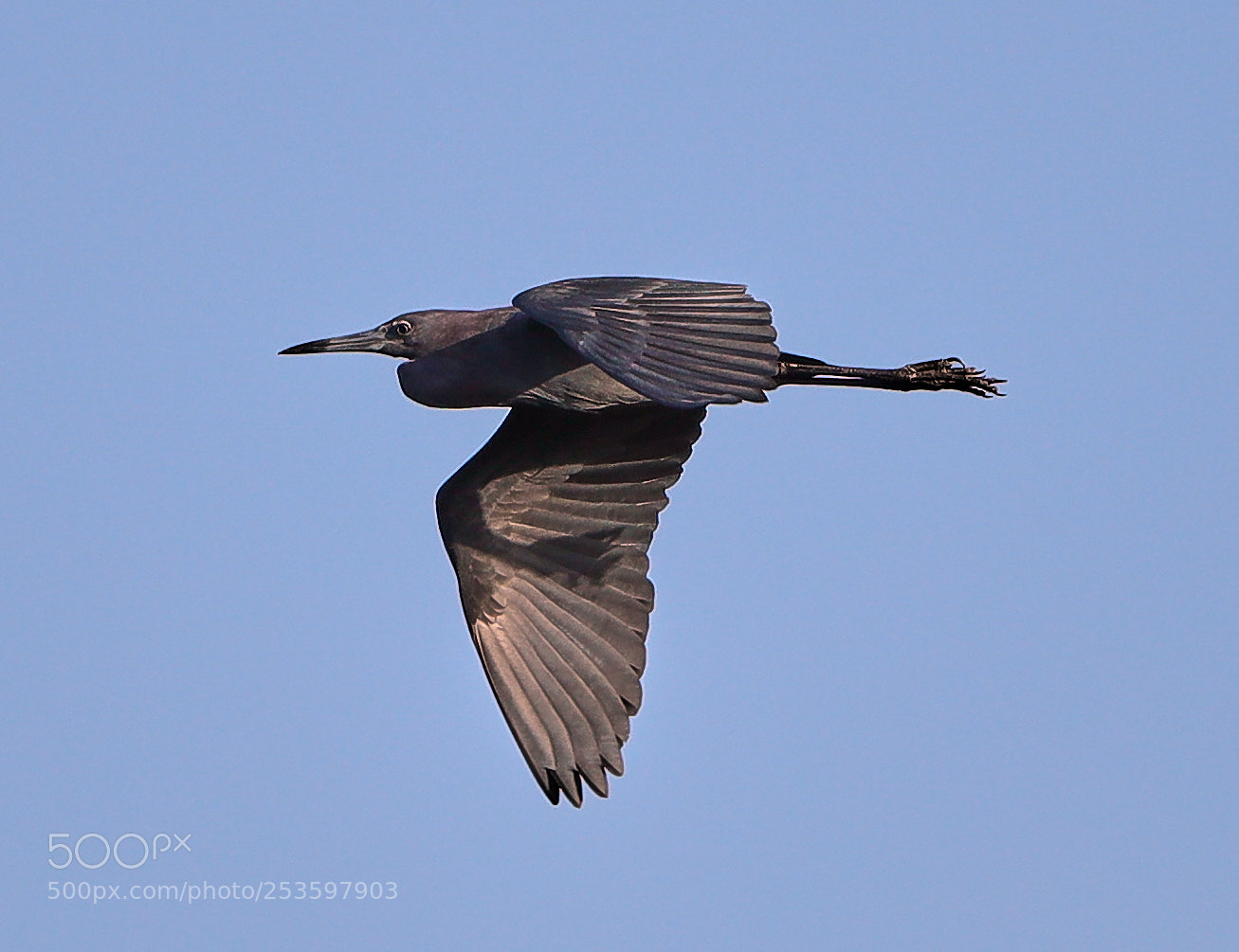 Canon EOS-1D X Mark II sample photo. 04-14-18-0012606.jpg photography