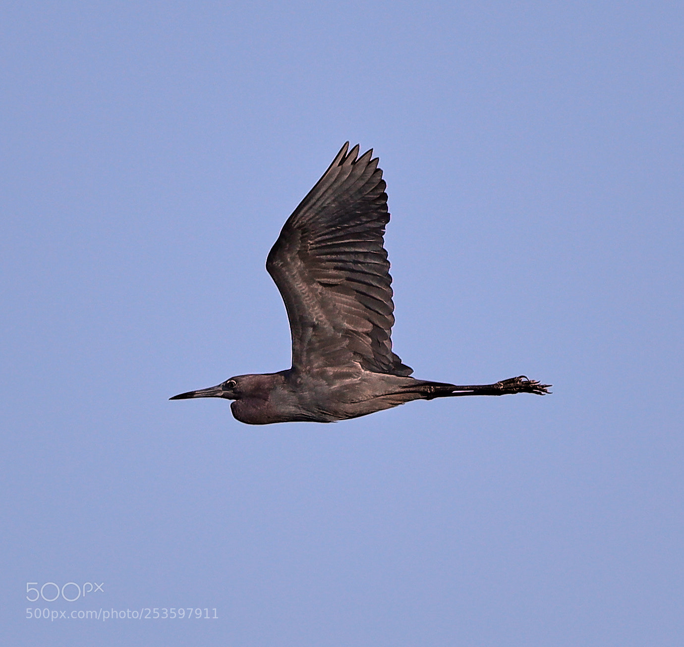 Canon EOS-1D X Mark II sample photo. 04-14-18-0012605.jpg photography