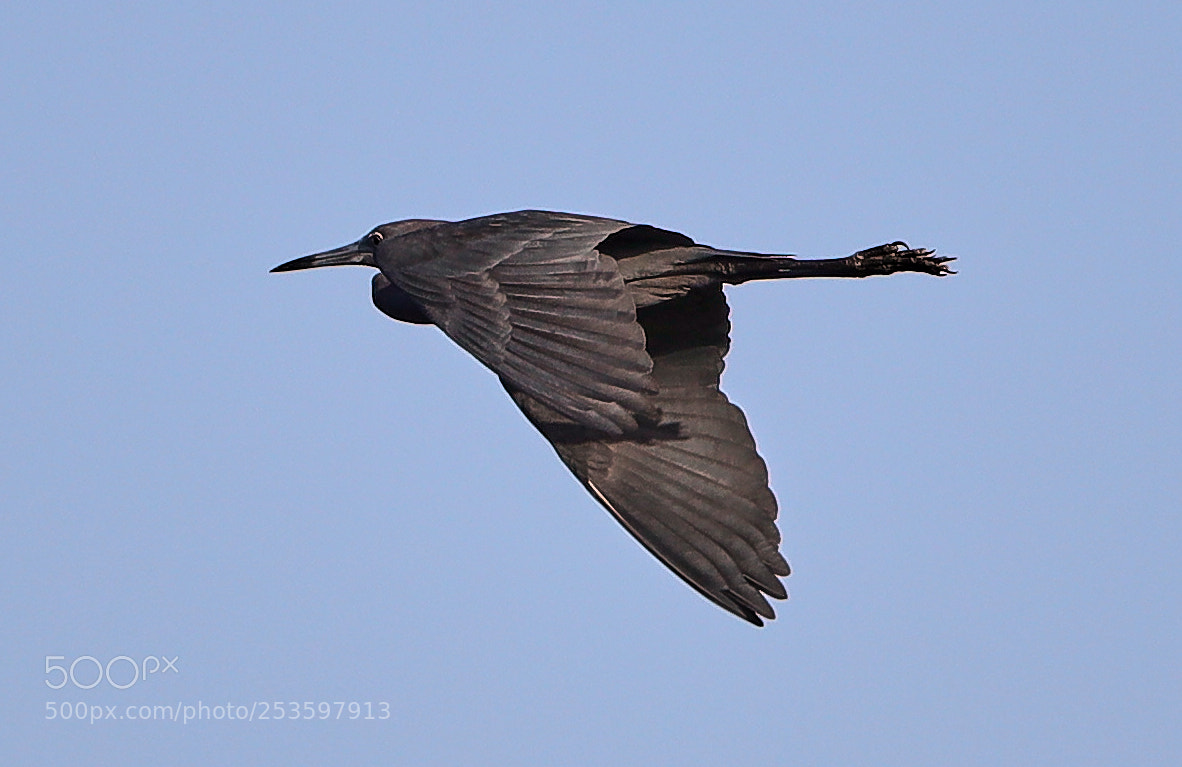 Canon EOS-1D X Mark II sample photo. 04-14-18-0012604.jpg photography