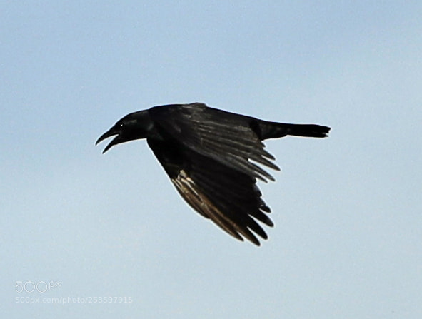 Canon EOS-1D X Mark II sample photo. 04-14-18-0012602.jpg photography
