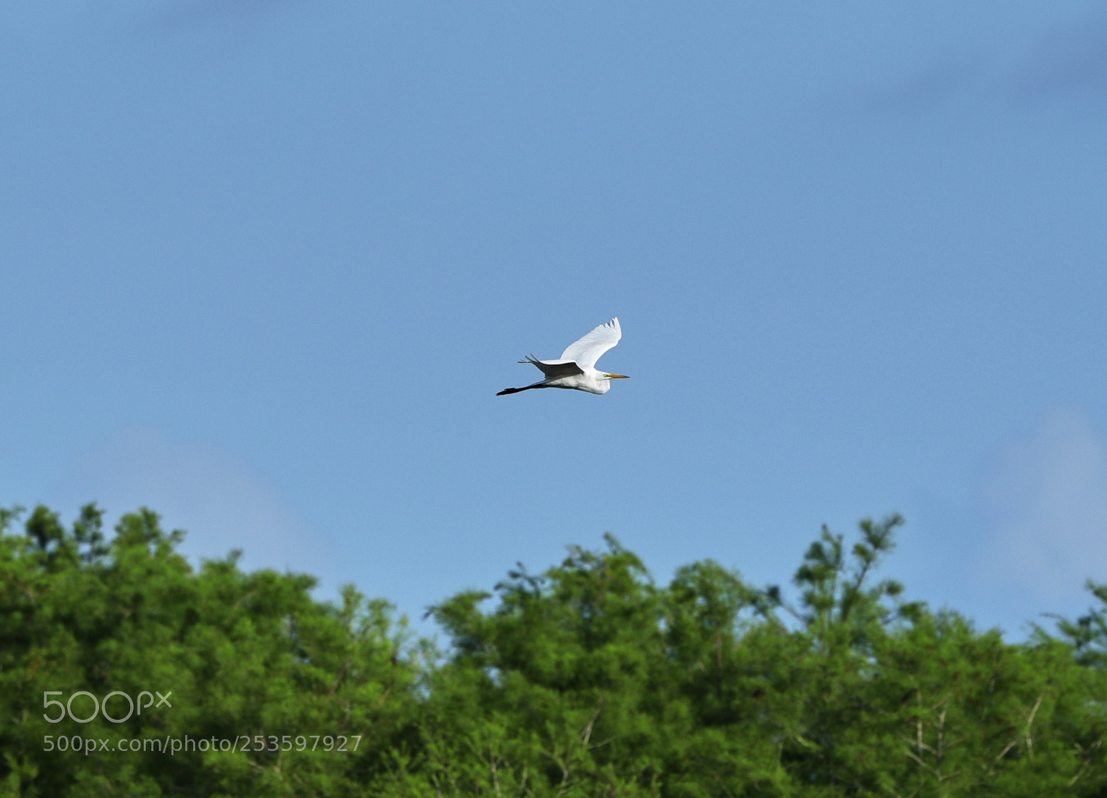 Canon EOS-1D X Mark II sample photo. 04-14-18-0012600 1.jpg photography