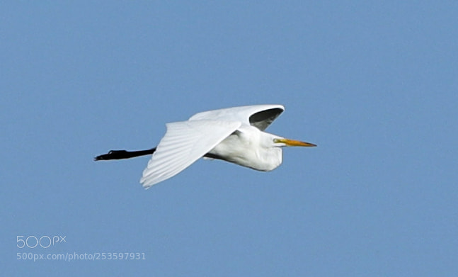 Canon EOS-1D X Mark II sample photo. 04-14-18-0012601.jpg photography