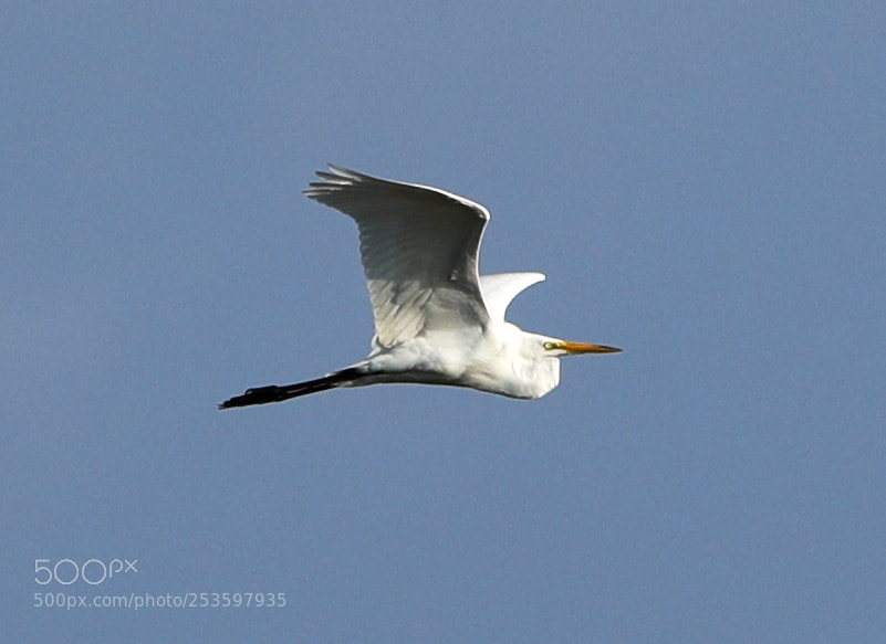 Canon EOS-1D X Mark II sample photo. 04-14-18-0012597.jpg photography