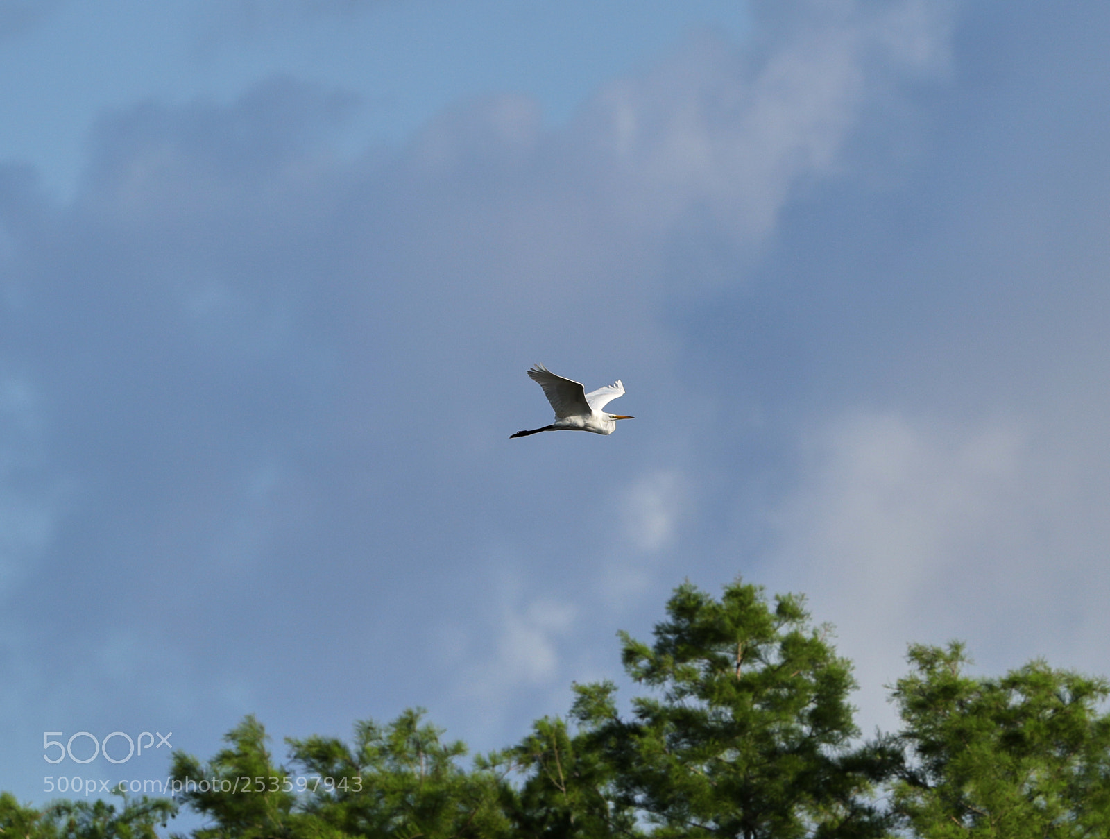 Canon EOS-1D X Mark II sample photo. 04-14-18-0012598.jpg photography