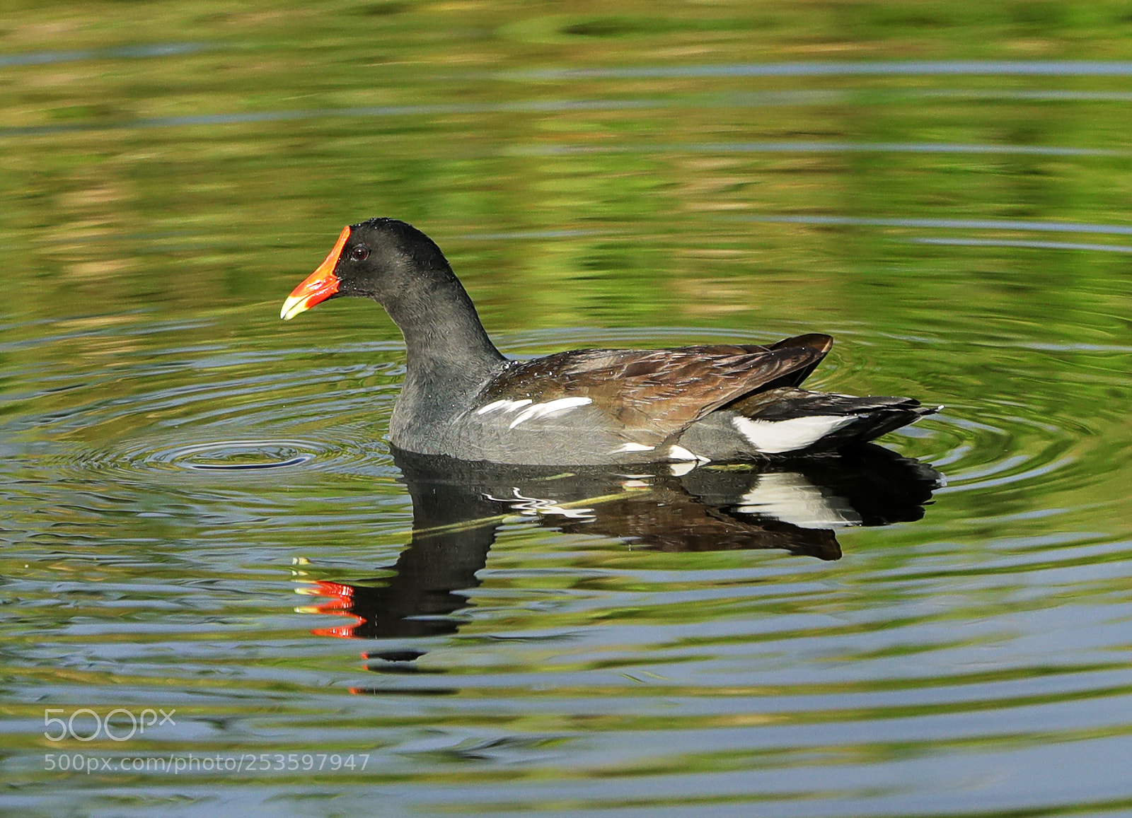 Canon EOS-1D X Mark II sample photo. 04-14-18-0012592.jpg photography