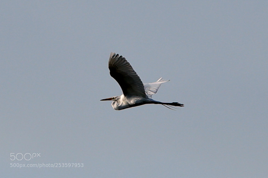 Canon EOS-1D X Mark II sample photo. 04-14-18-0012596.jpg photography