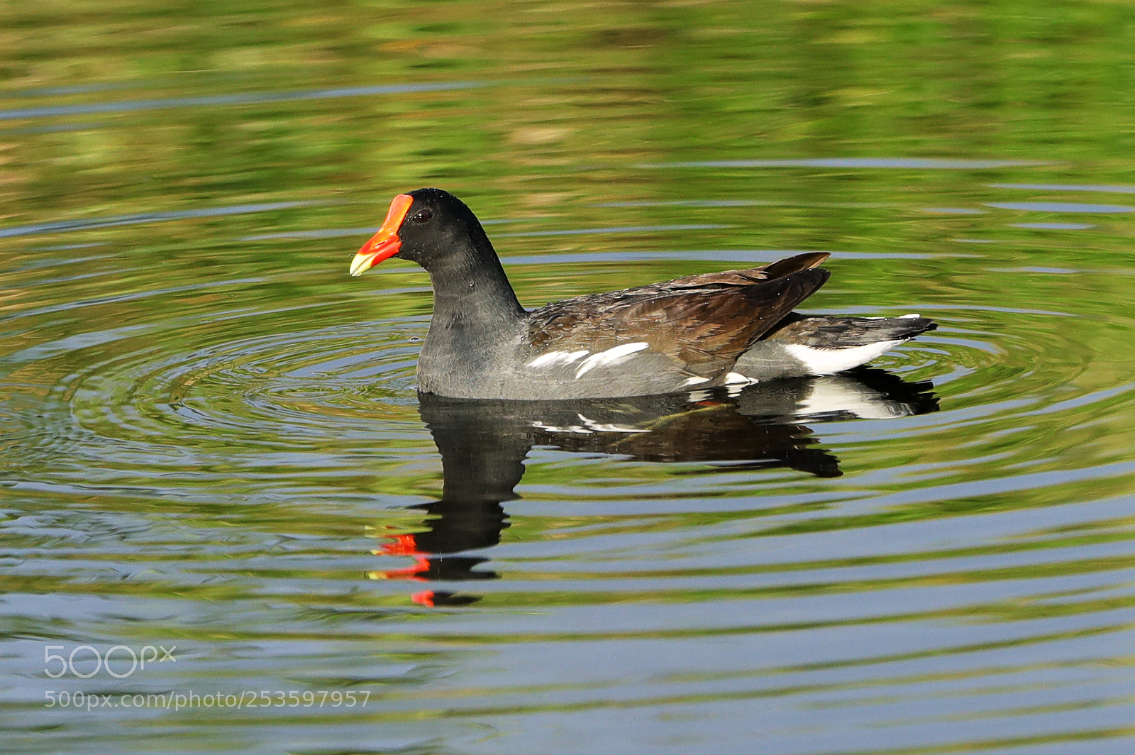 Canon EOS-1D X Mark II sample photo. 04-14-18-0012588.jpg photography
