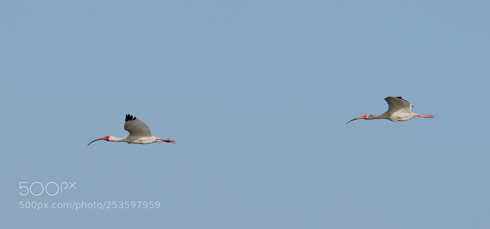 Canon EOS-1D X Mark II sample photo. 04-14-18-0012587.jpg photography