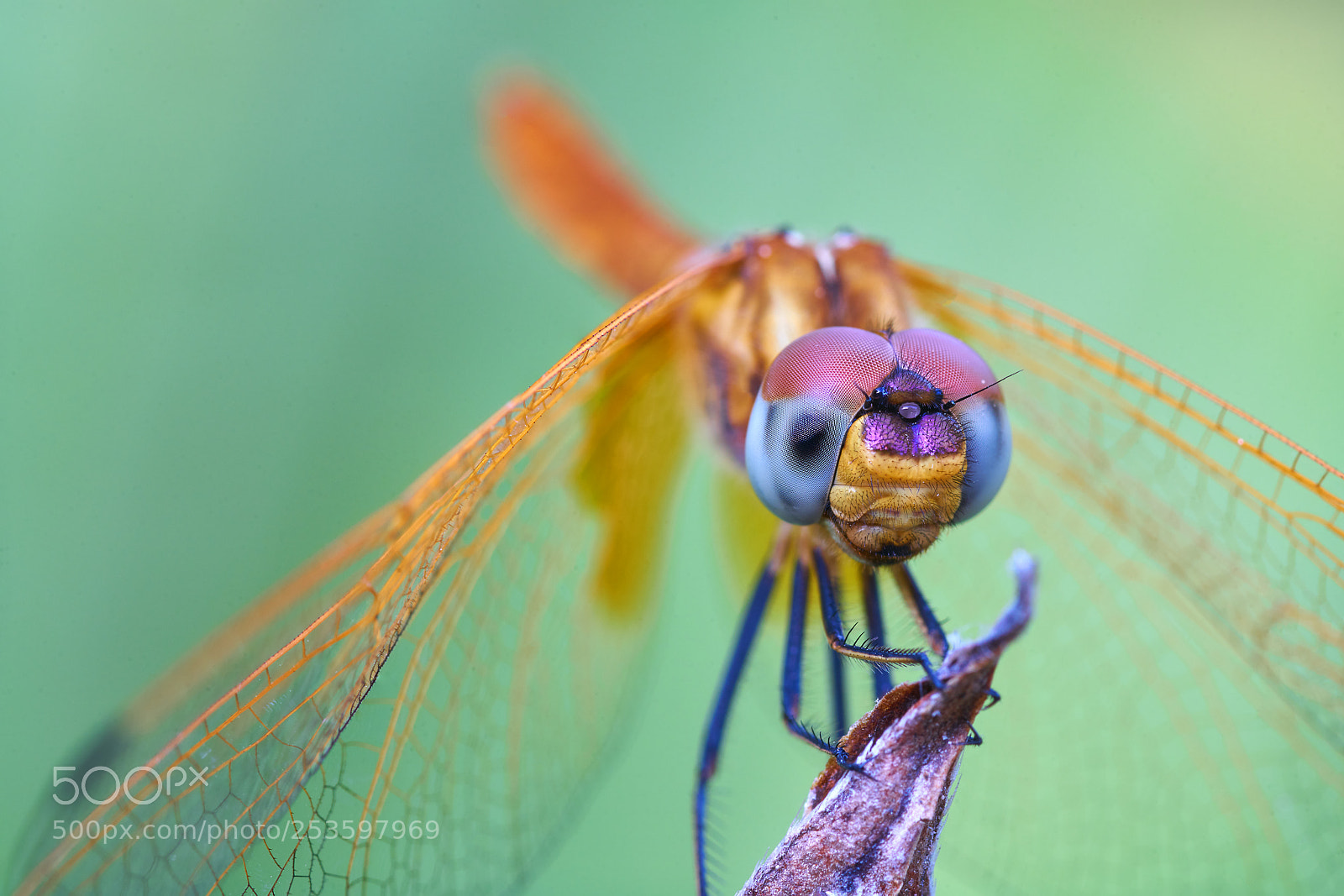 Sony a7R II sample photo. Dragon fly photography