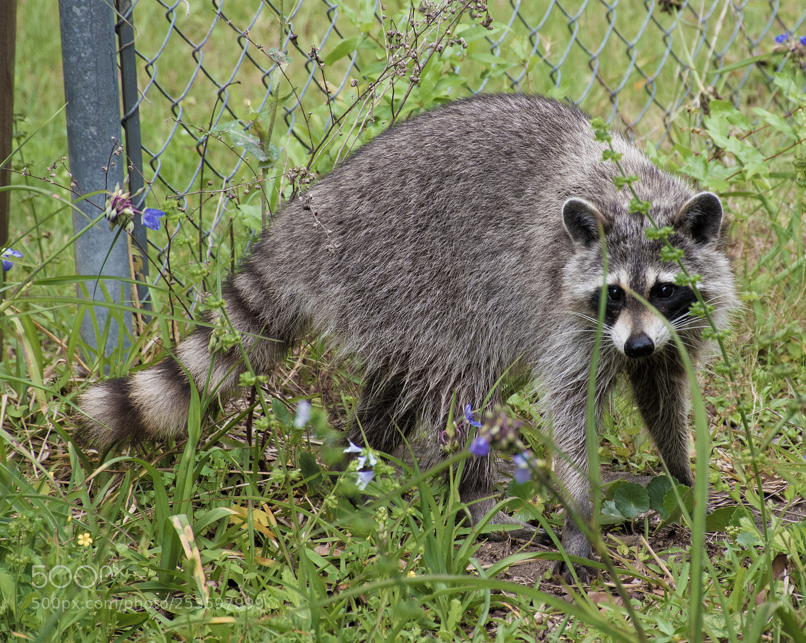 Nikon D5500 sample photo. Raccoon photography