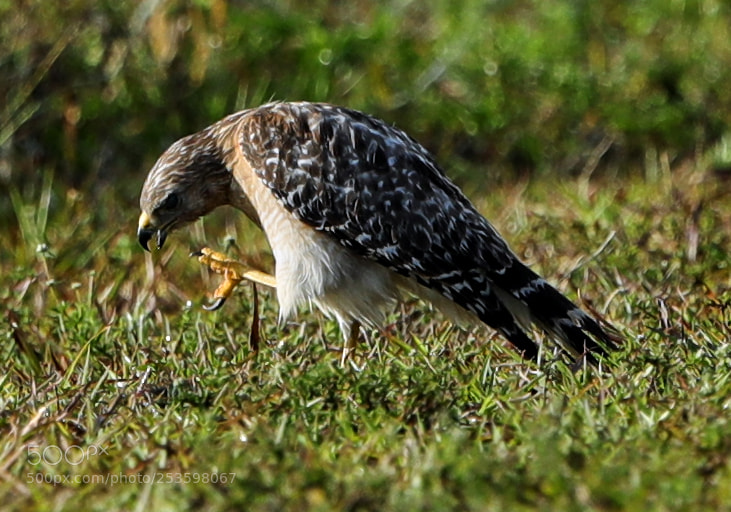 Canon EOS-1D X Mark II sample photo. 04-14-18-0012574.jpg photography