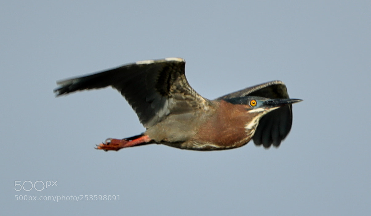Canon EOS-1D X Mark II sample photo. 04-14-18-0012567.jpg photography