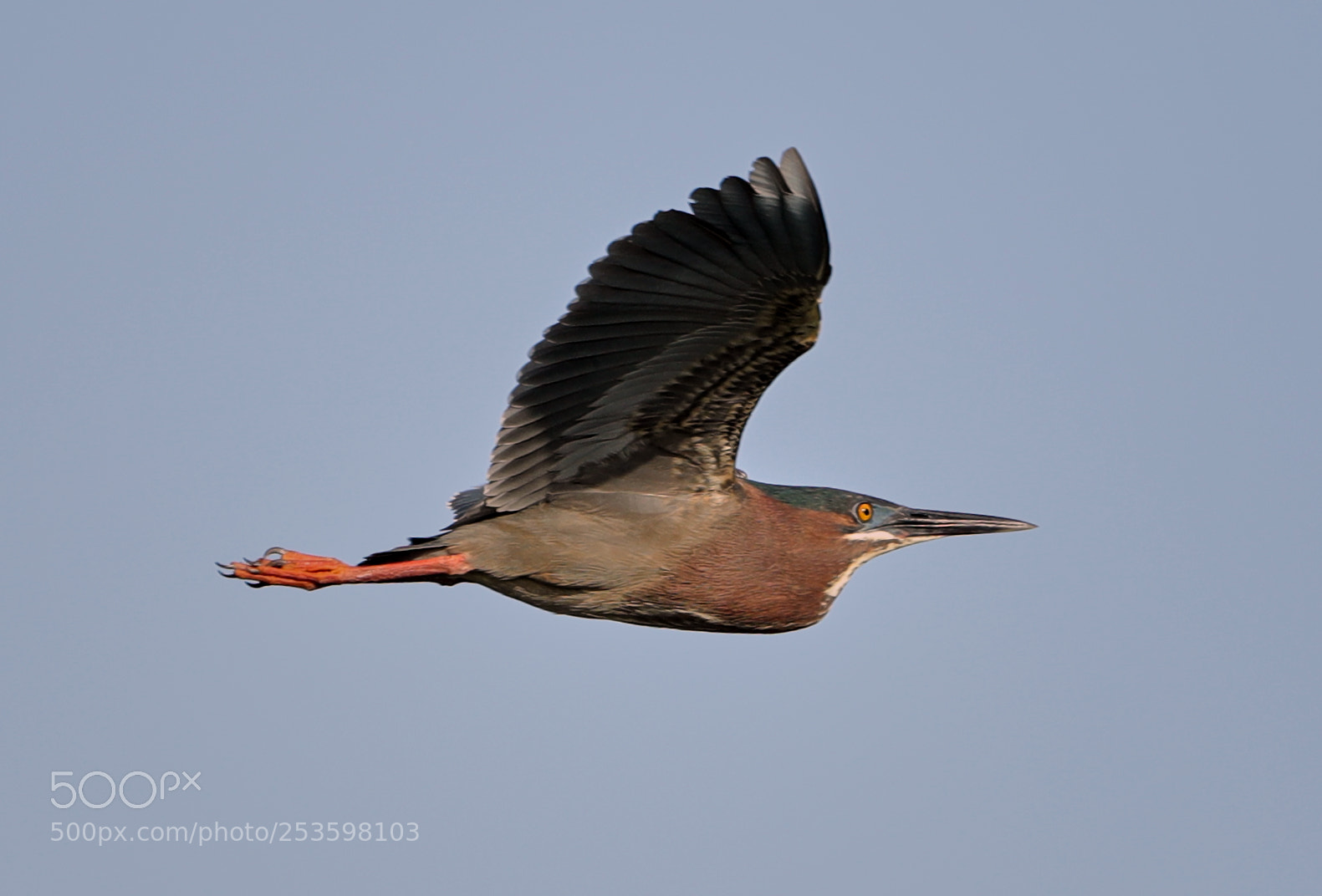 Canon EOS-1D X Mark II sample photo. 04-14-18-0012563.jpg photography