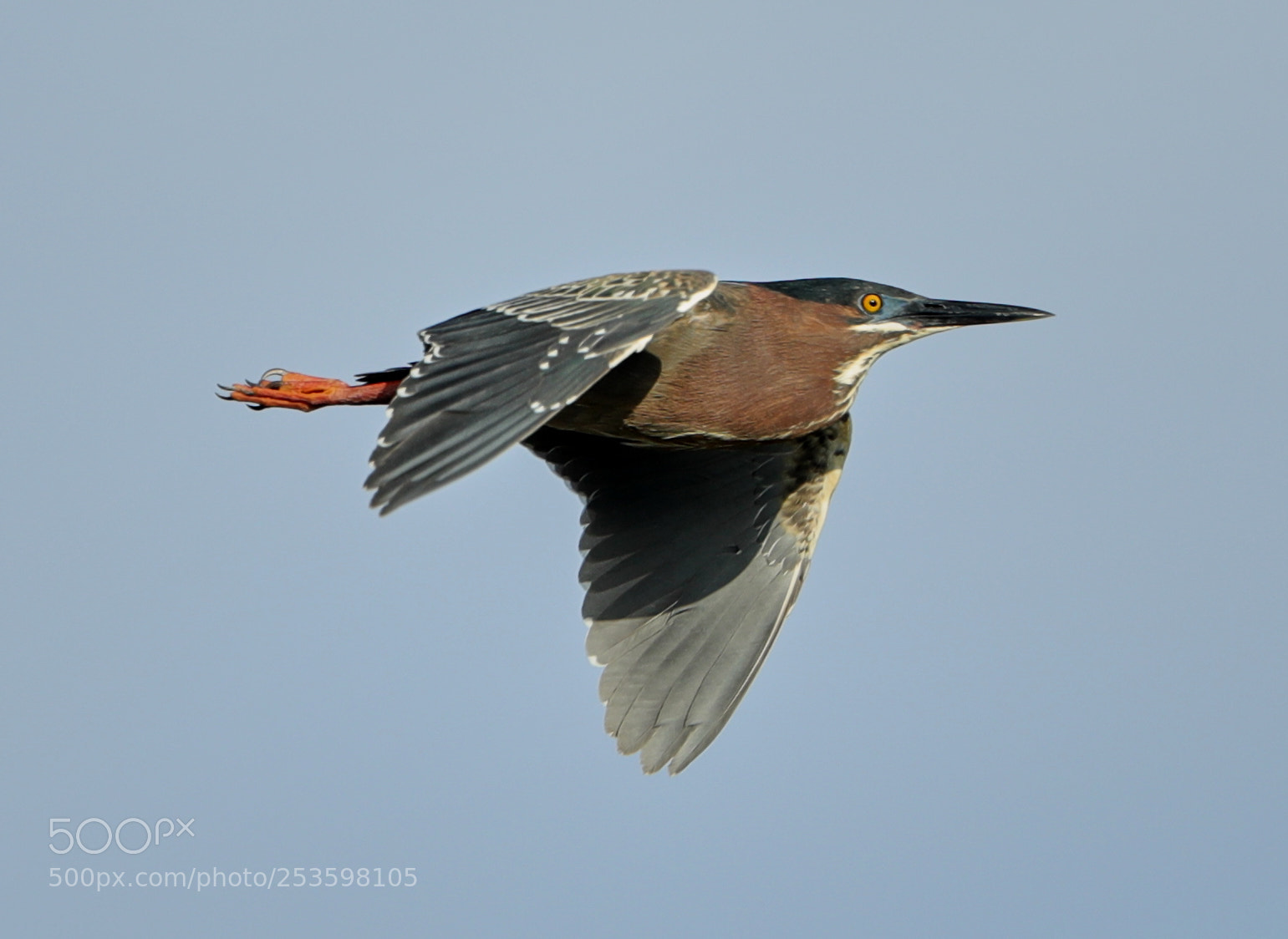 Canon EOS-1D X Mark II sample photo. 04-14-18-0012564.jpg photography