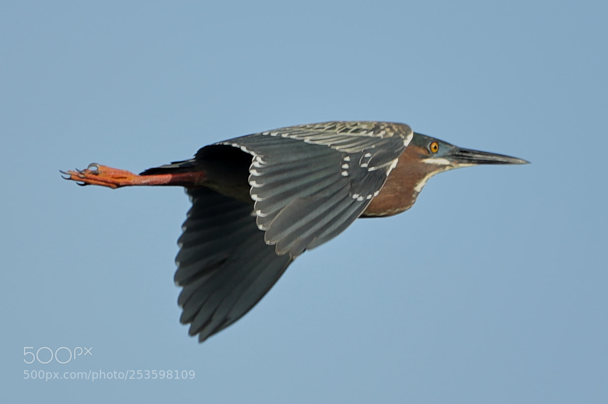Canon EOS-1D X Mark II sample photo. 04-14-18-0012562.jpg photography