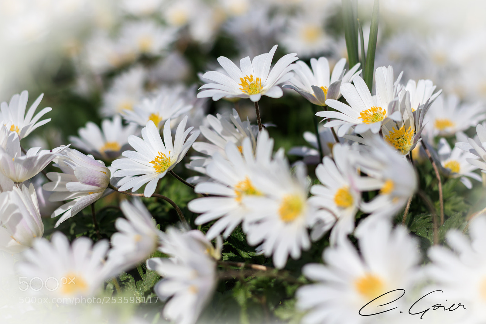 Canon EOS 77D (EOS 9000D / EOS 770D) sample photo. White princesses photography