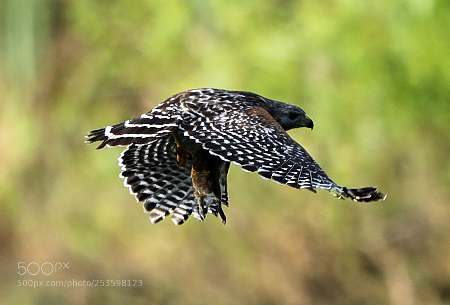 Canon EOS-1D X Mark II sample photo. 04-14-18-0012559.jpg photography