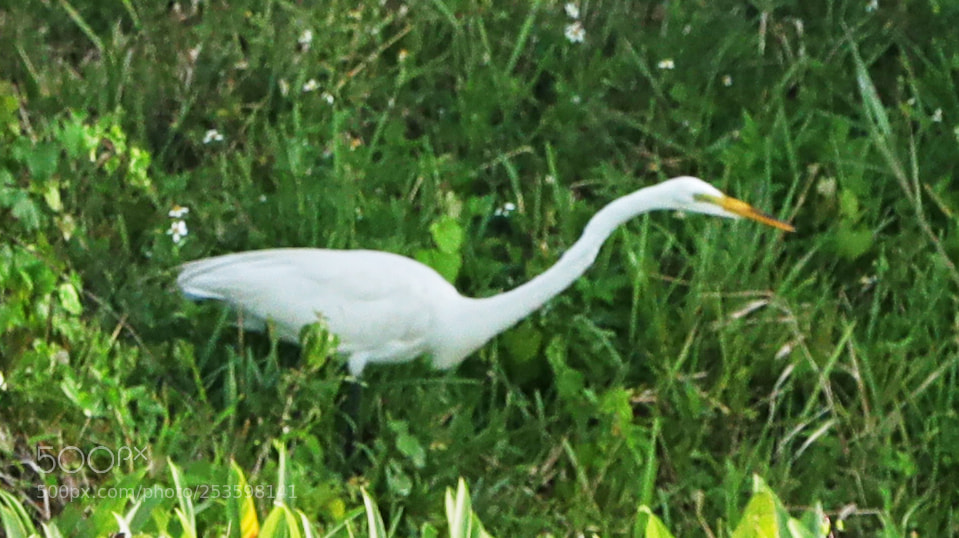 Canon EOS-1D X Mark II sample photo. 04-14-18-0012555.jpg photography