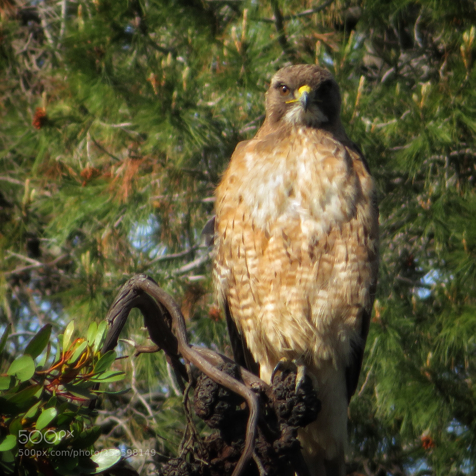 Canon PowerShot SX720 HS sample photo. Hawk watching photography