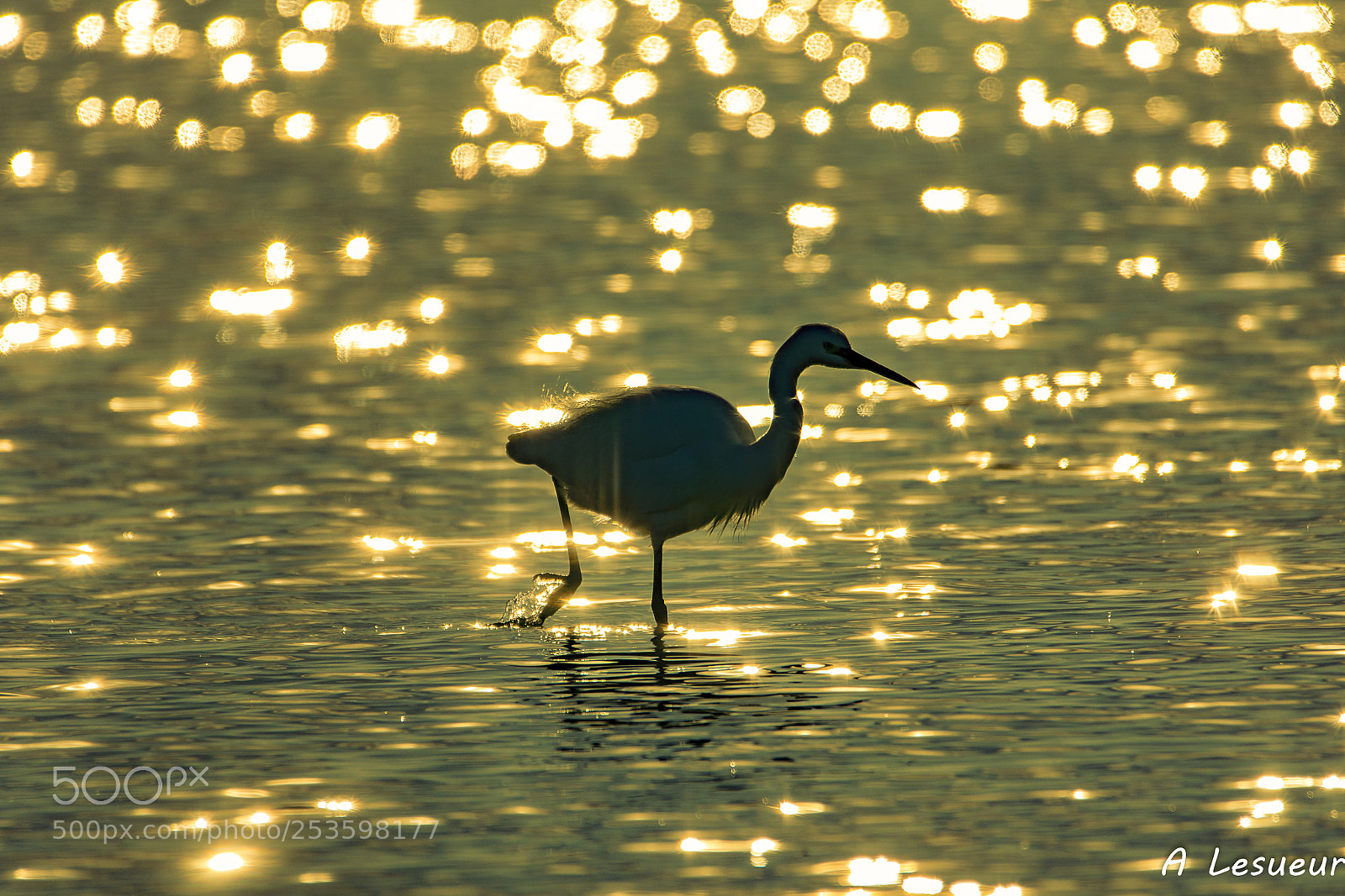 Nikon D7200 sample photo. Aigrette sur lit d'or photography