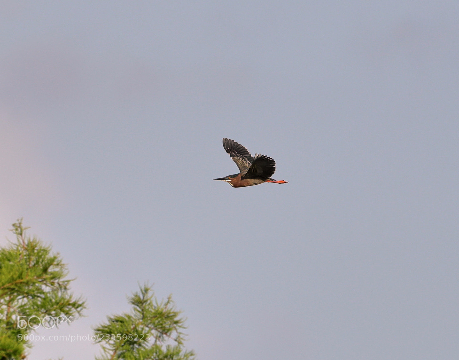 Canon EOS-1D X Mark II sample photo. 04-14-18-0012548 1.jpg photography