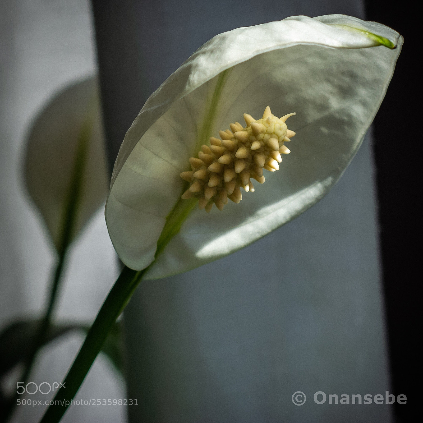 Nikon D5200 sample photo. Flexo photography