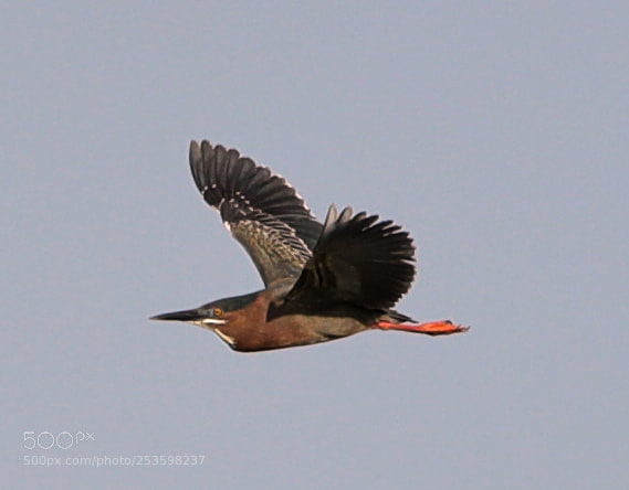 Canon EOS-1D X Mark II sample photo. 04-14-18-0012548.jpg photography