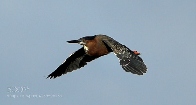 Canon EOS-1D X Mark II sample photo. 04-14-18-0012547.jpg photography