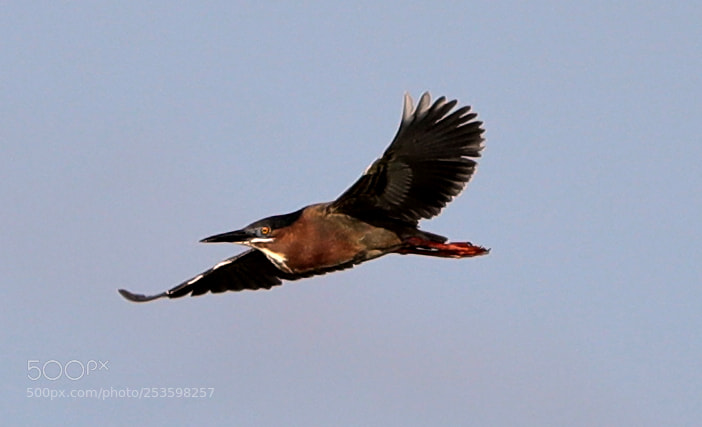 Canon EOS-1D X Mark II sample photo. 04-14-18-0012546.jpg photography