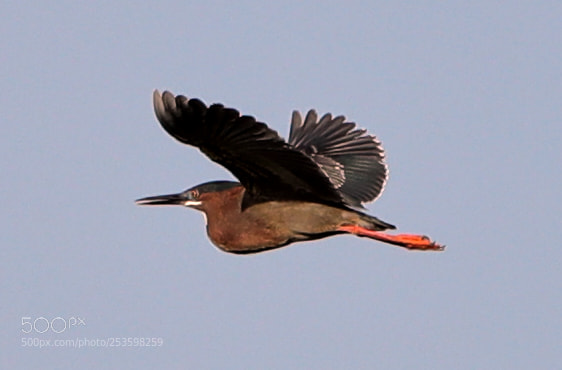 Canon EOS-1D X Mark II sample photo. 04-14-18-0012545.jpg photography
