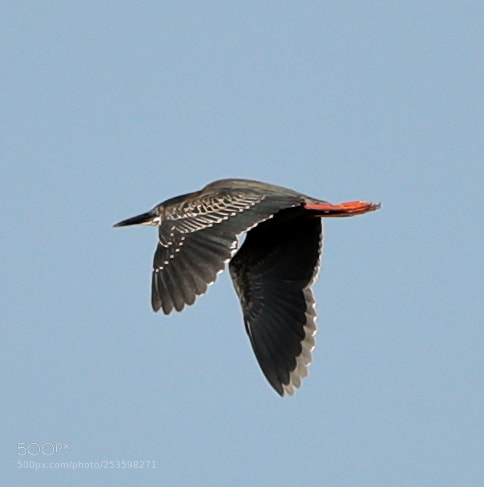 Canon EOS-1D X Mark II sample photo. 04-14-18-0012544.jpg photography