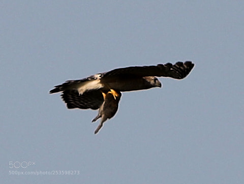 Canon EOS-1D X Mark II sample photo. 04-14-18-0012541.jpg photography